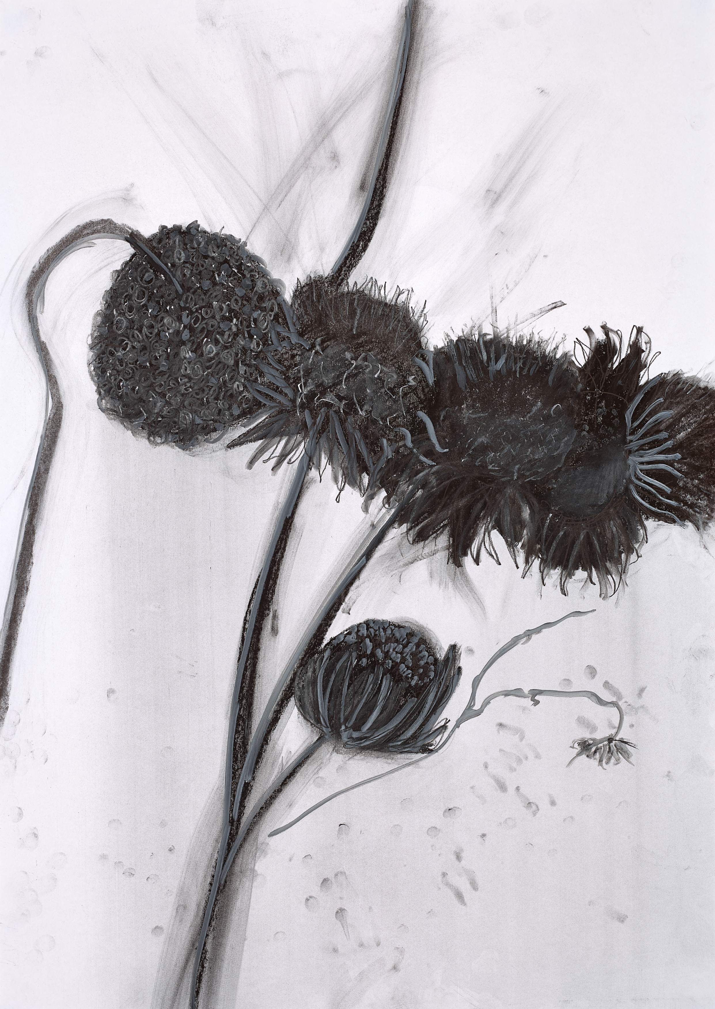 Moody – charcoal drawing – limited edition print – framed or unframed